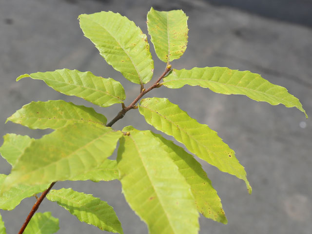 【公式】 クリ 2m 露地 2本 苗木 【3257853053】 (21318円)