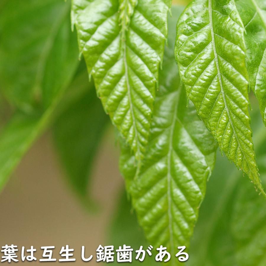 【公式】 クリ 2m 露地 2本 苗木 【3257853053】 (21318円)