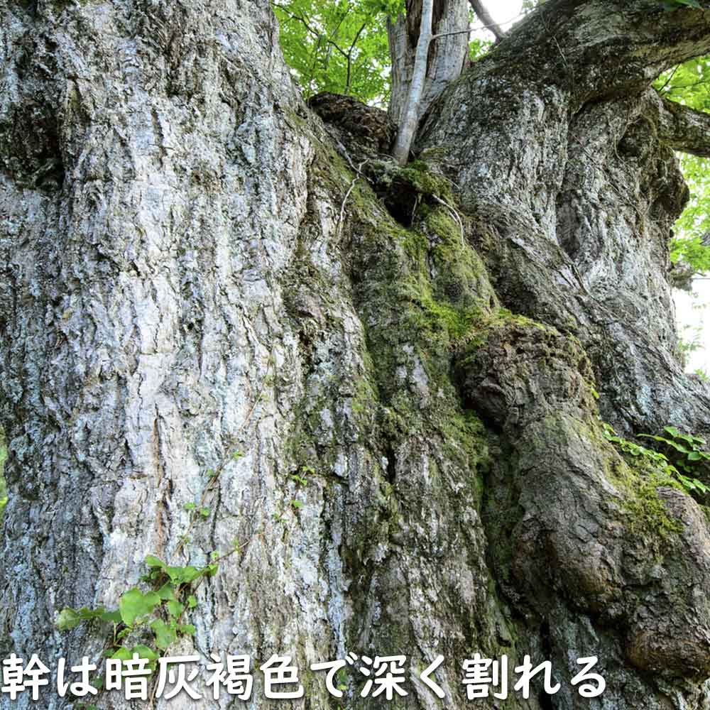 【公式】 クリ 2m 露地 2本 苗木 【3257853053】 (21318円)