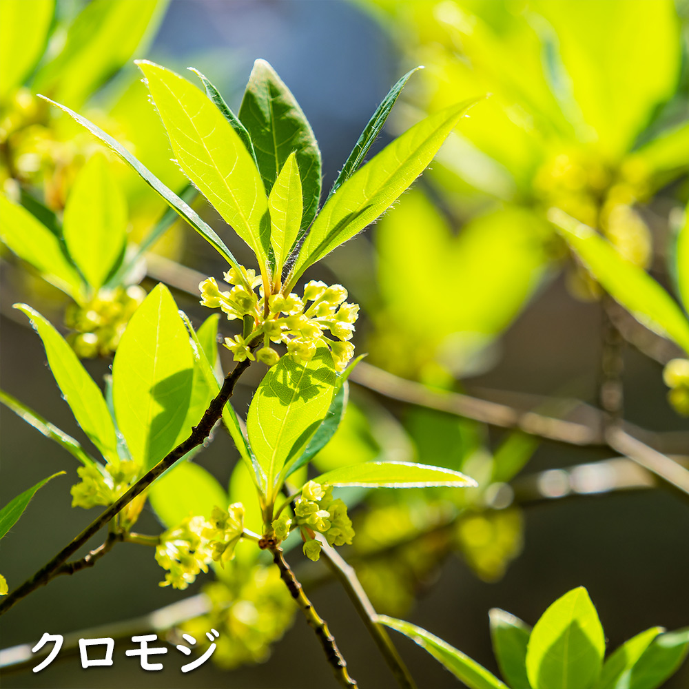 ハンドメイド クロモジ 単木 2m 露地 苗木