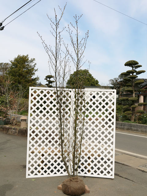 クロモジ 株立ち 2.3m 露地 苗木(14300円)