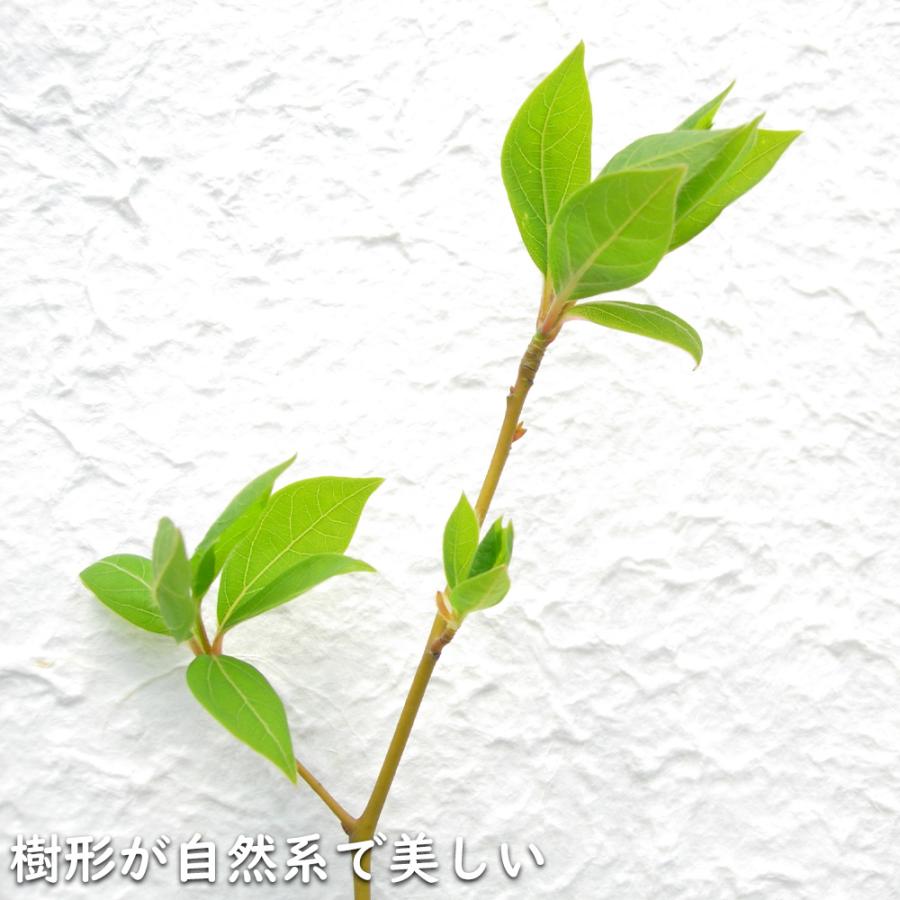 クロモジ 株立ち 2.3m 露地 苗木 花、ガーデニング 苗木、植木 落葉樹 クロモジ 株立ち 2.3m 露地 苗木 花、ガーデニング 苗木、植木 落葉樹