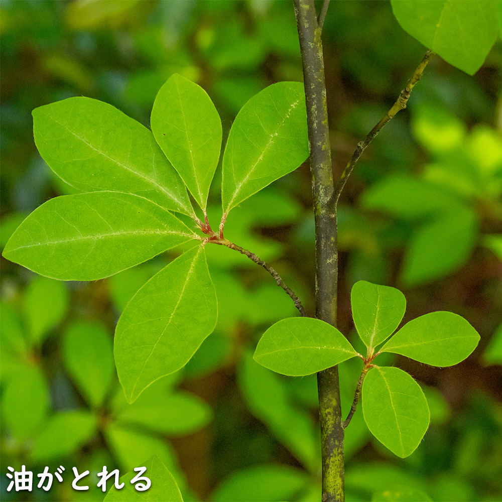 ハンドメイド クロモジ 単木 2m 露地 苗木