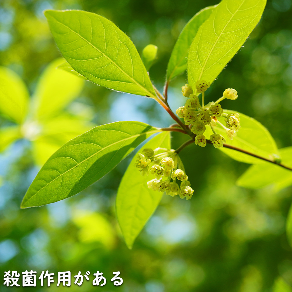 クロモジ 株立ち 2.3m 露地 苗木 花、ガーデニング 苗木、植木 落葉樹 クロモジ 株立ち 2.3m 露地 苗木 花、ガーデニング 苗木、植木 落葉樹