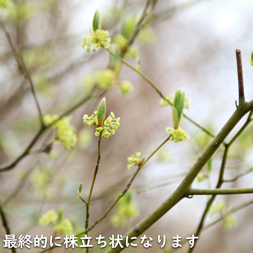 クロモジ 株立ち 2.3m 露地 苗木 花、ガーデニング 苗木、植木 落葉樹 クロモジ 株立ち 2.3m 露地 苗木 花、ガーデニング 苗木、植木 落葉樹