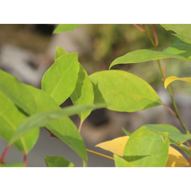 クロモジ 株立ち 2.3m 露地 苗木 花、ガーデニング 苗木、植木 落葉樹 クロモジ 株立ち 2.3m 露地 苗木 花、ガーデニング 苗木、植木 落葉樹