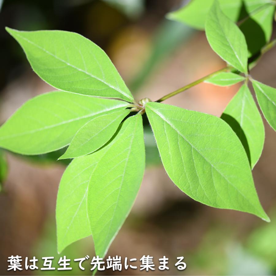 クロモジ 株立ち 2.3m 露地 苗木 花、ガーデニング 苗木、植木 落葉樹 クロモジ 株立ち 2.3m 露地 苗木 花、ガーデニング 苗木、植木 落葉樹