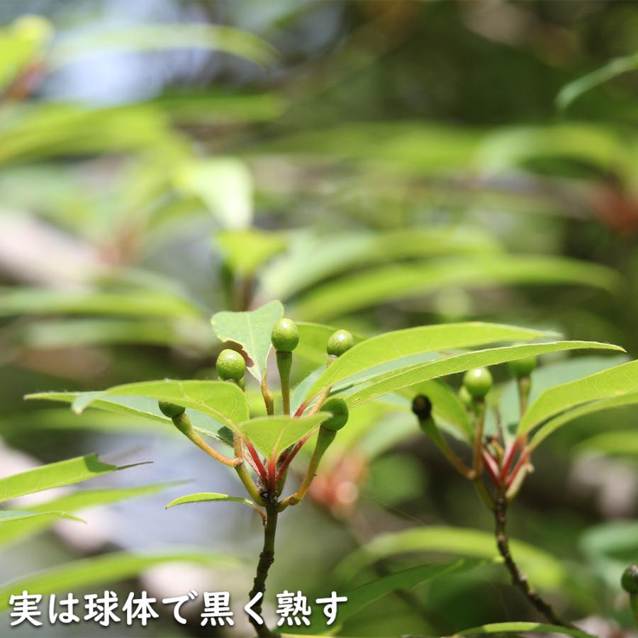 クロモジ 株立ち 2.3m 露地 苗木 花、ガーデニング 苗木、植木 落葉樹 クロモジ 株立ち 2.3m 露地 苗木 花、ガーデニング 苗木、植木 落葉樹