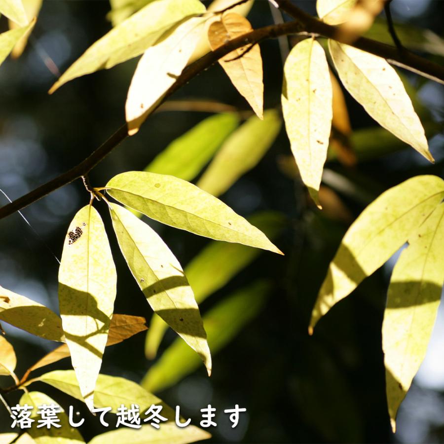 クロモジ 株立ち 2.3m 露地 苗木 花、ガーデニング 苗木、植木 落葉樹 クロモジ 株立ち 2.3m 露地 苗木 花、ガーデニング 苗木、植木 落葉樹