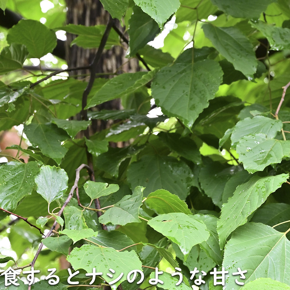 ケンポナシ 2m 露地 苗木の画像