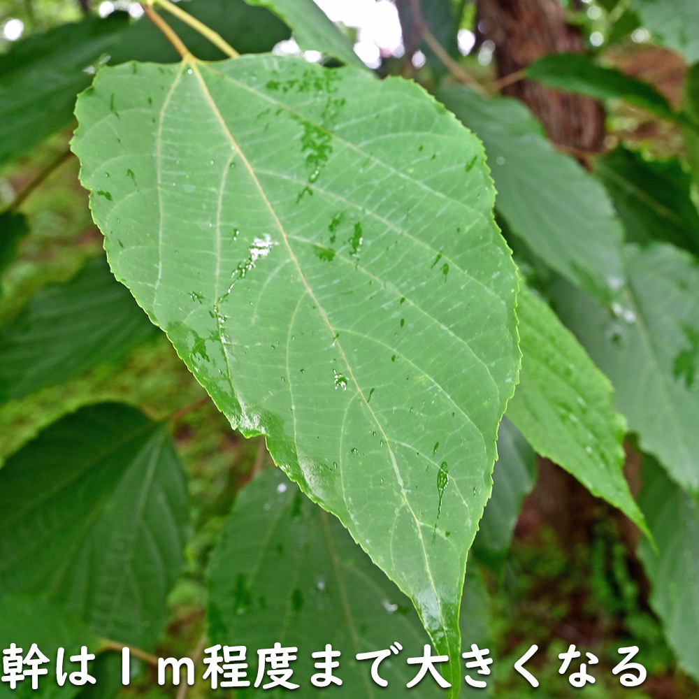 ケンポナシ 2m 露地 苗木の画像