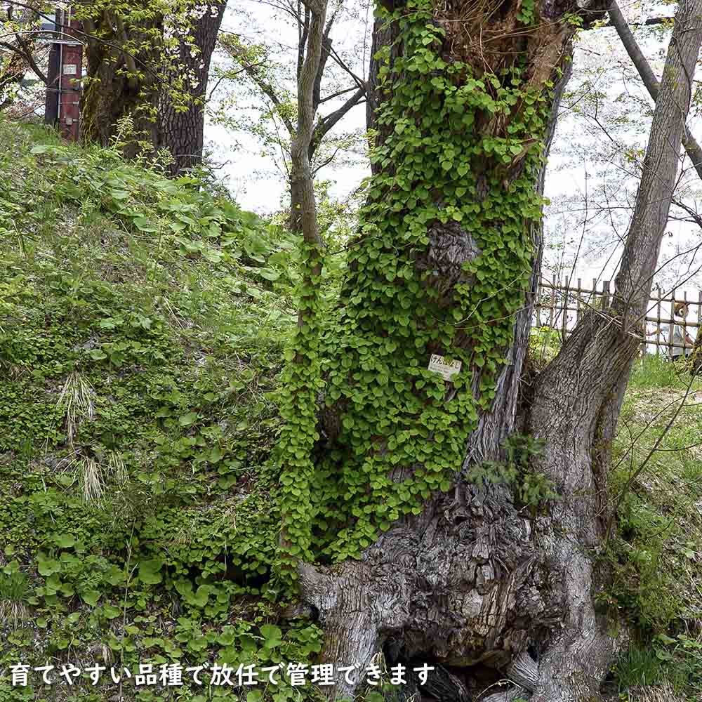 ケンポナシ 2m 露地 苗木の画像