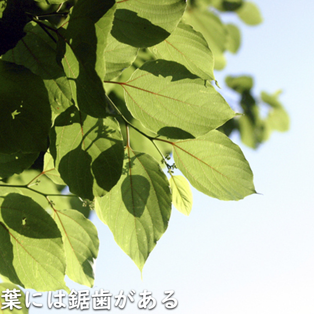 ケンポナシ 2m 露地 苗木の画像