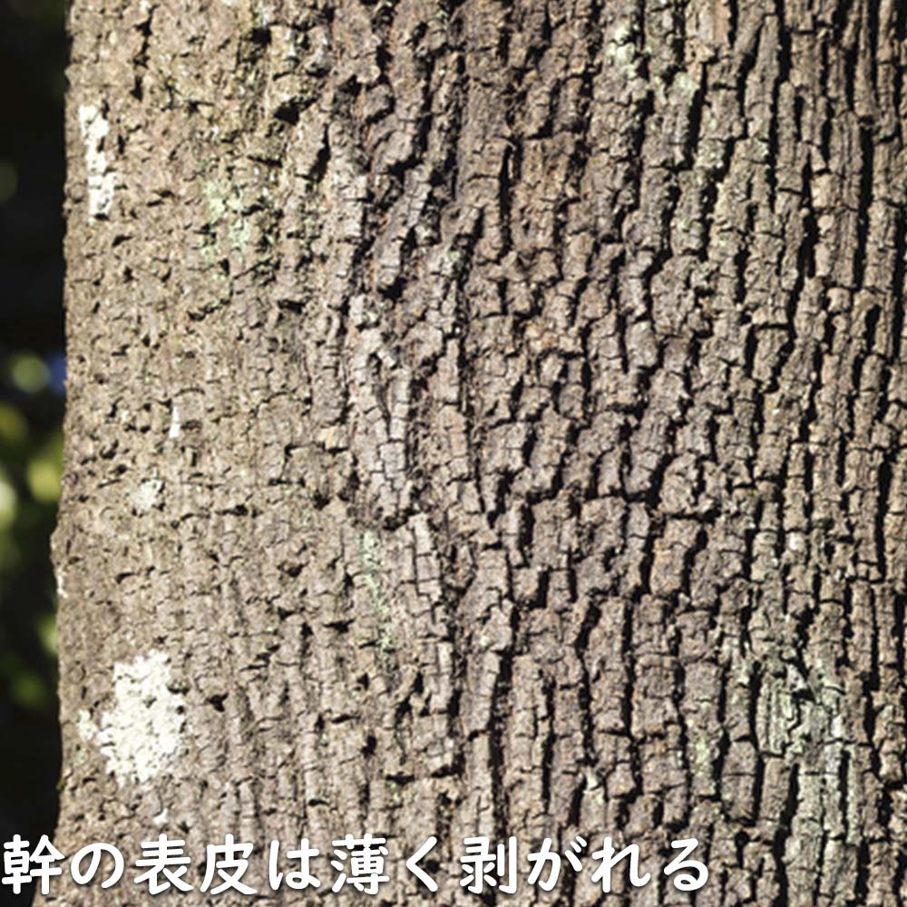 ケンポナシ 2m 露地 苗木の画像