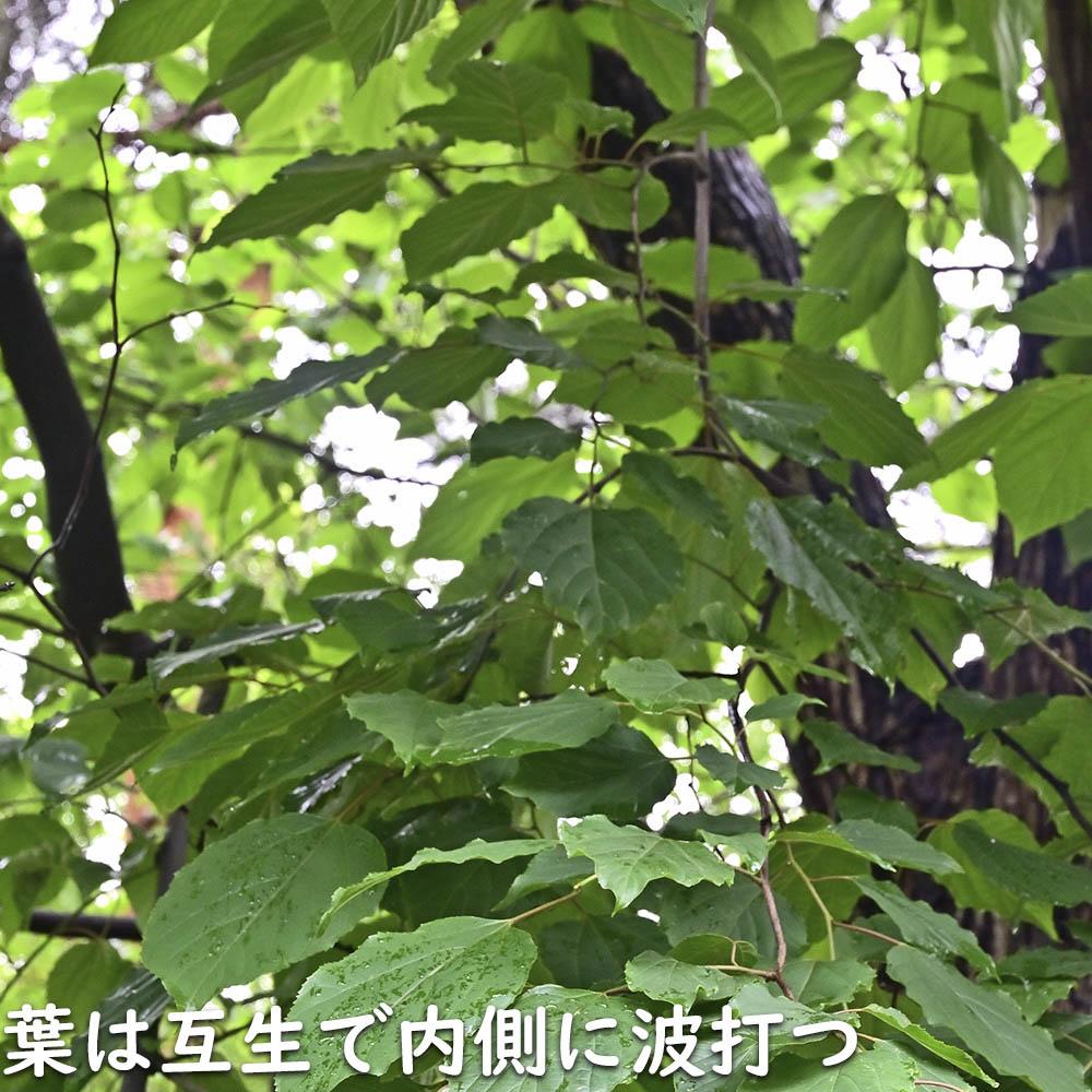 ケンポナシ 2m 露地 苗木の画像
