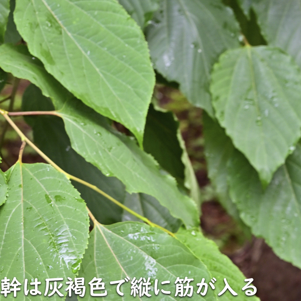 ケンポナシ 2m 露地 苗木の画像
