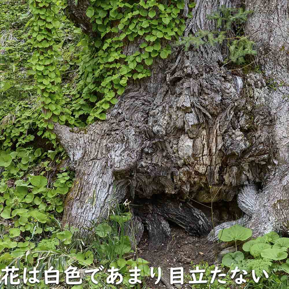 ケンポナシ 2m 露地 苗木の画像