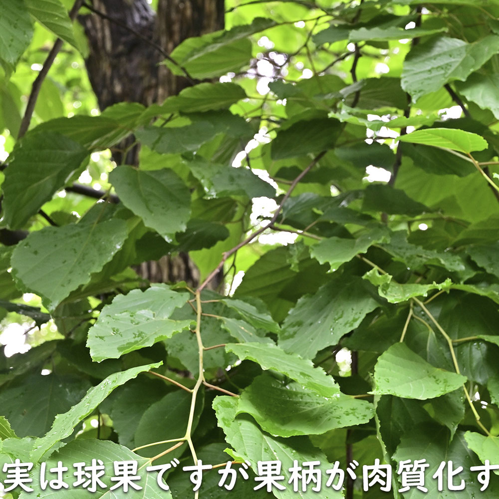 ケンポナシ 2m 露地 苗木の画像
