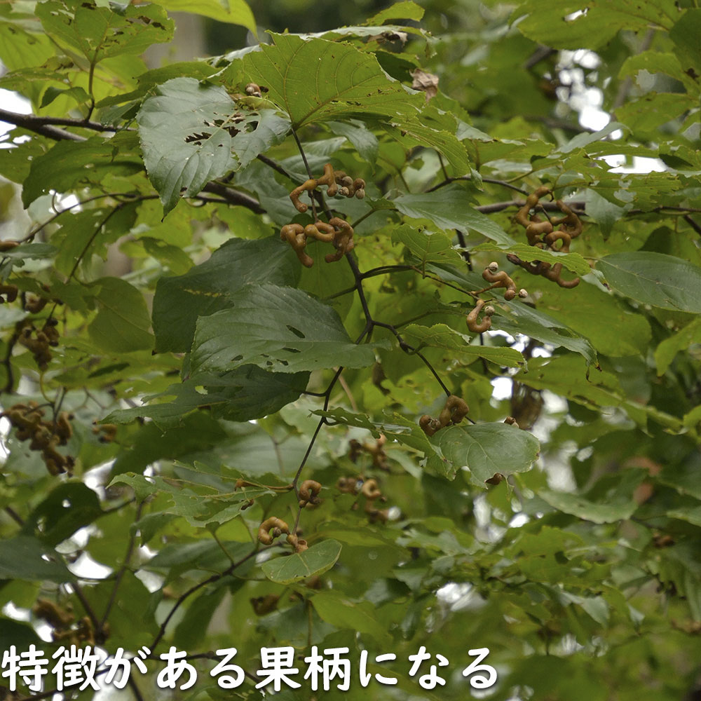 ケンポナシ 2m 露地 苗木の画像