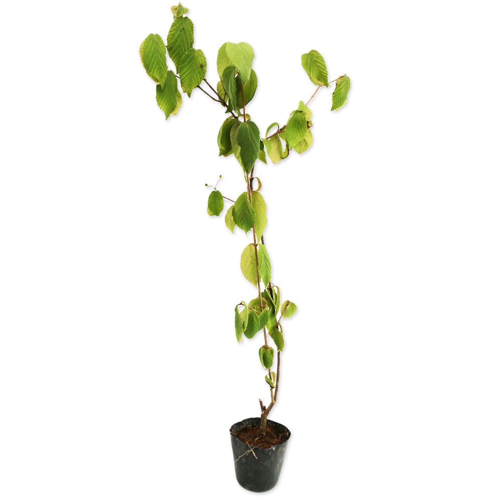 コバノガマズミ 0.5m 10.5cmポット 10本 苗(12155円)