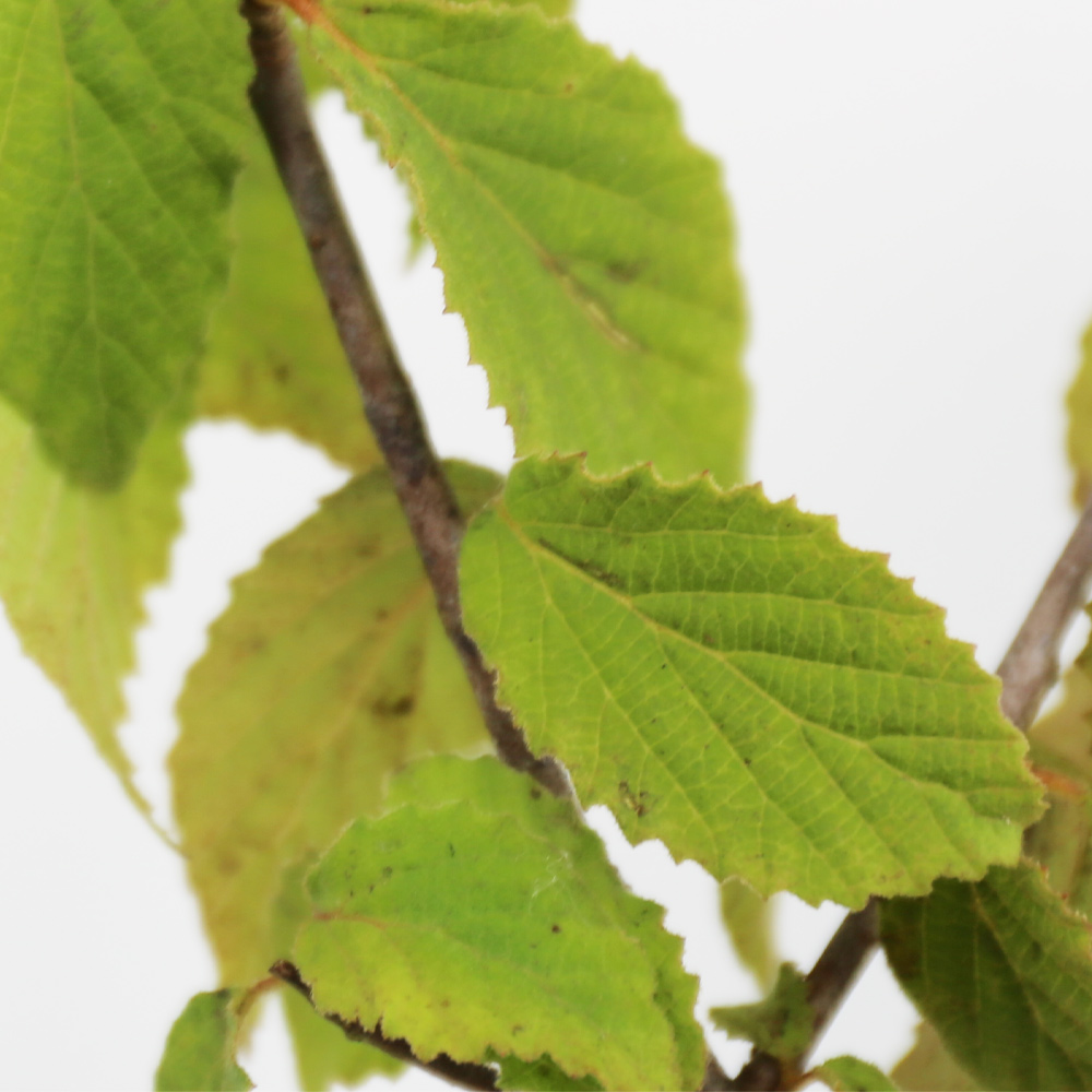 コバノガマズミ 0.5m 10.5cmポット 10本 苗 コバノガマズミ 商品情報