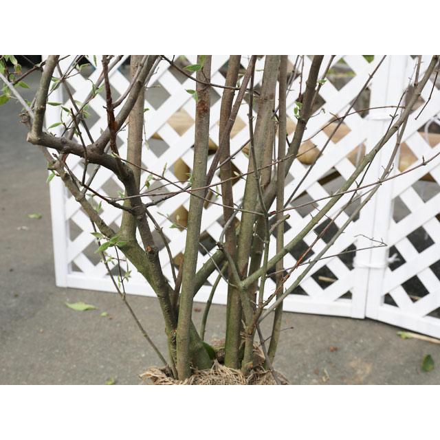 コバノガマズミ 0.5m 10.5cmポット 10本 苗 FKP2465294904