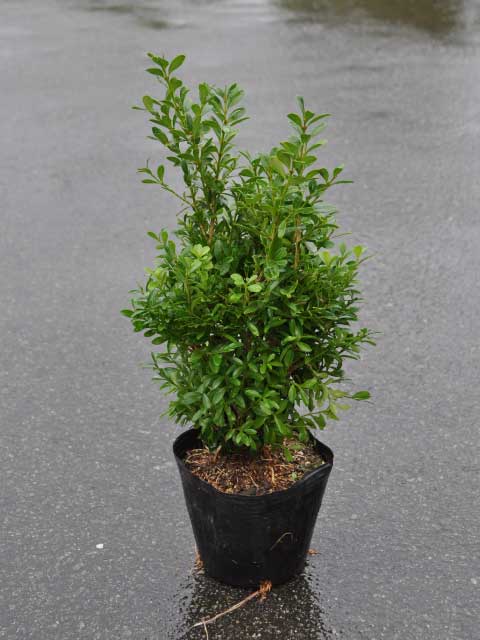 クサツゲ 0.2m 10.5cmポット 苗の詳細画像1