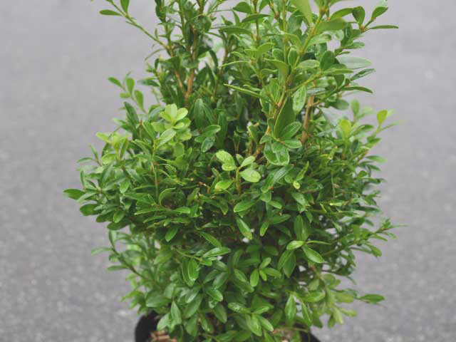 クサツゲ 0.2m 10.5cmポット 苗の詳細画像2