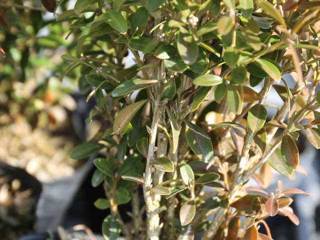 クサツゲ 0.2m 10.5cmポット 苗の詳細画像3