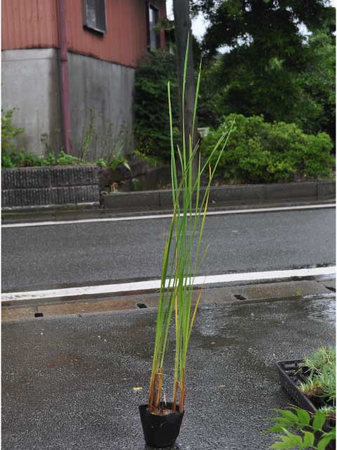 ガマ 10.5cmポット 苗の詳細画像1