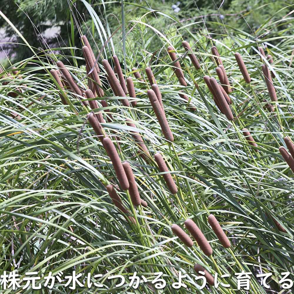 ガマ 10.5cmポット 苗 : トオヤマグリーン - 通販 - Yahoo