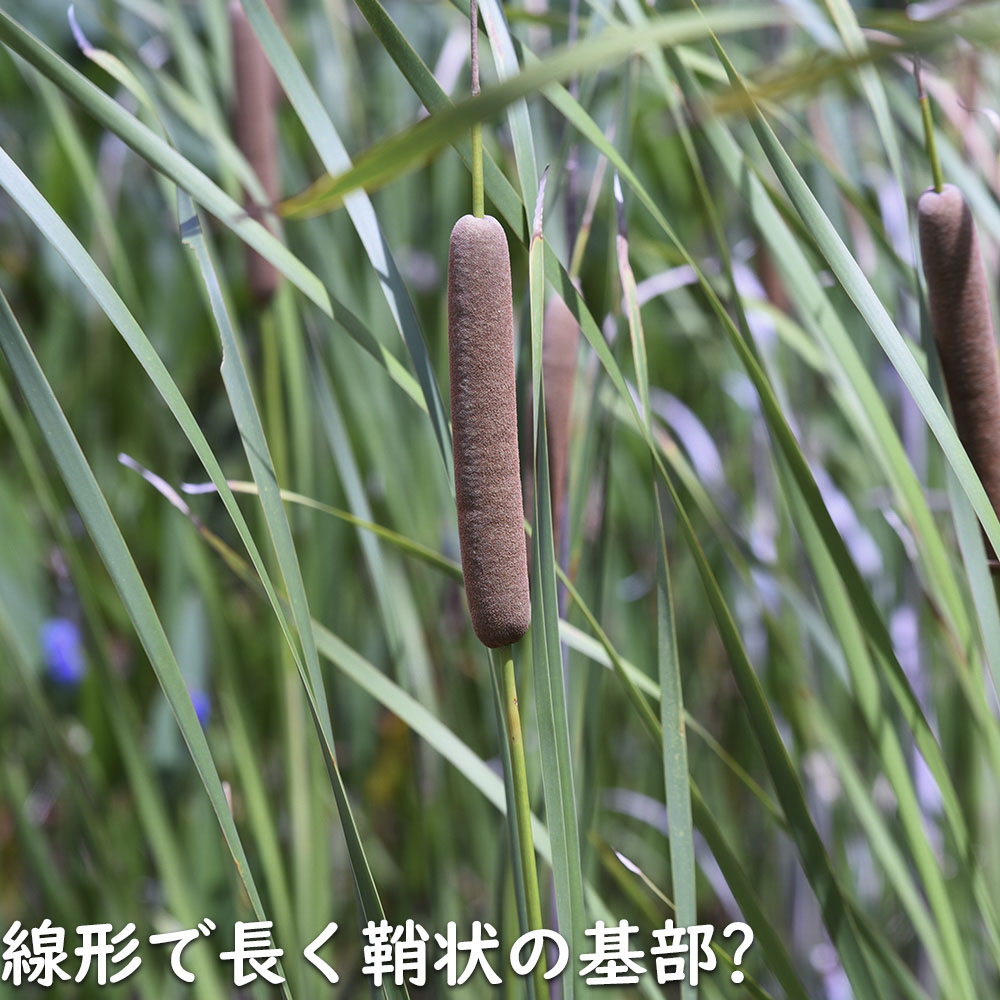 ガマ 10.5cmポット 苗の詳細画像3