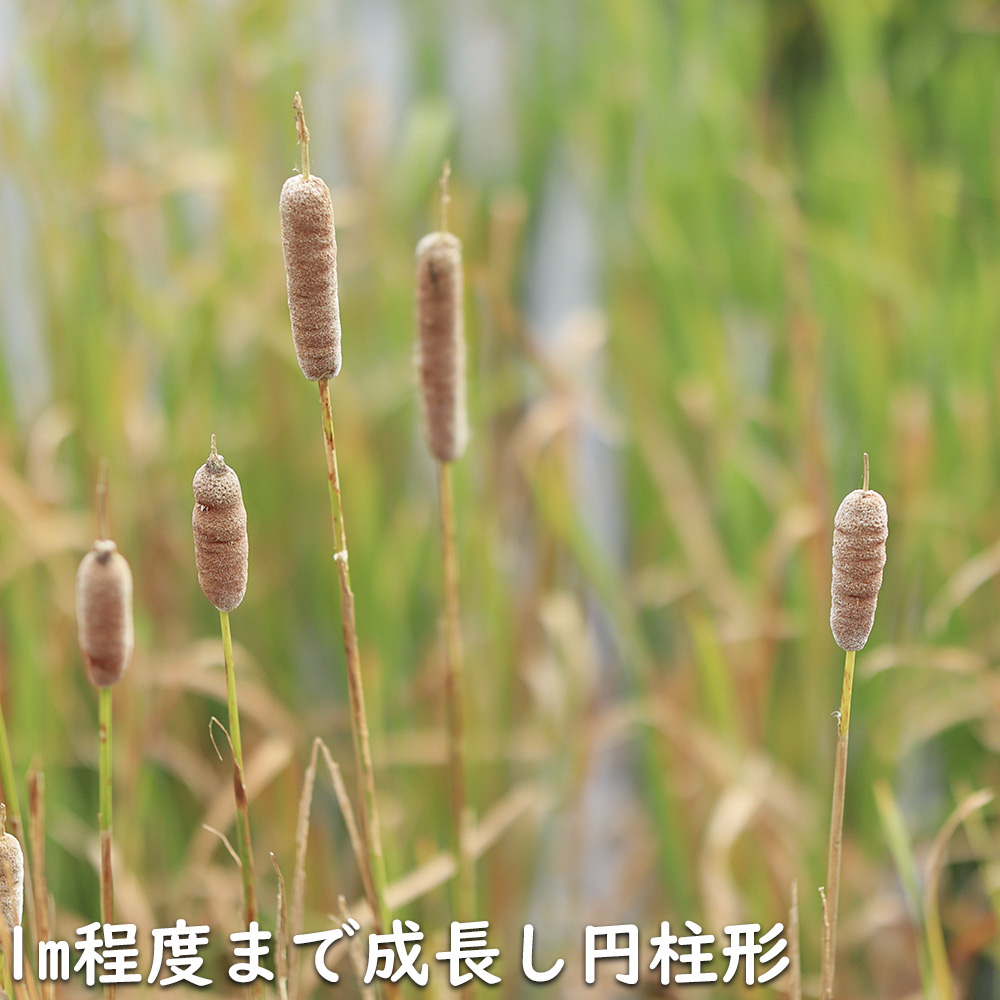 ガマ 10.5cmポット 苗の詳細画像4