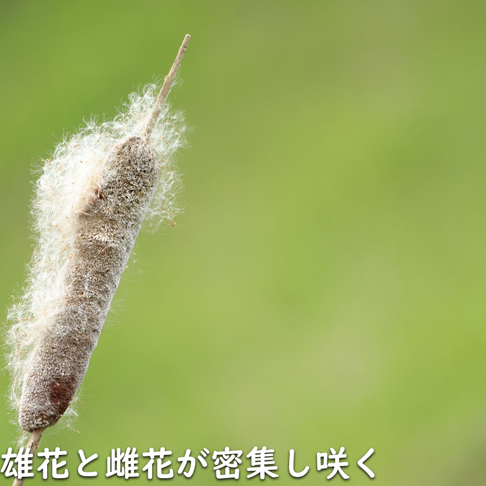 ガマ 10.5cmポット 苗の詳細画像5