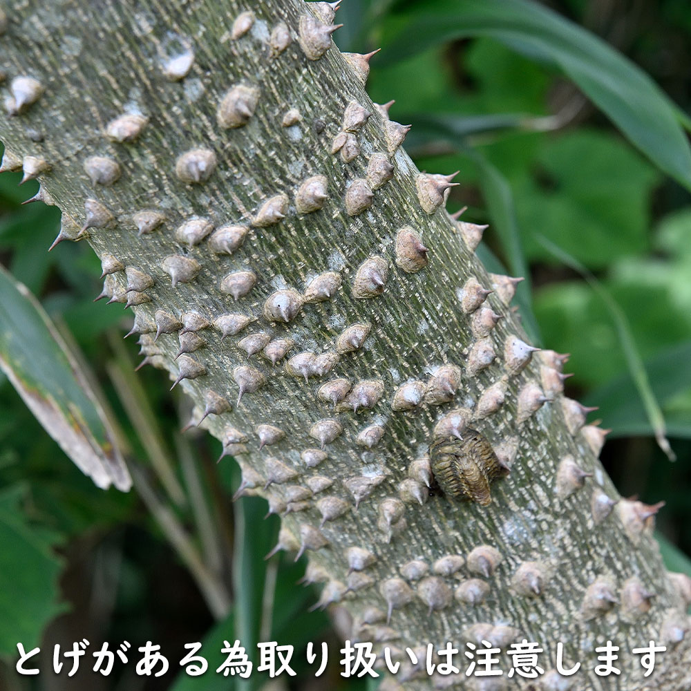 カラスザンショウ 10.5cmポット 苗 : トオヤマグリーン - 通販 カラスザンショウ 10.5cmポット 苗 : トオヤマグリーン - 通販