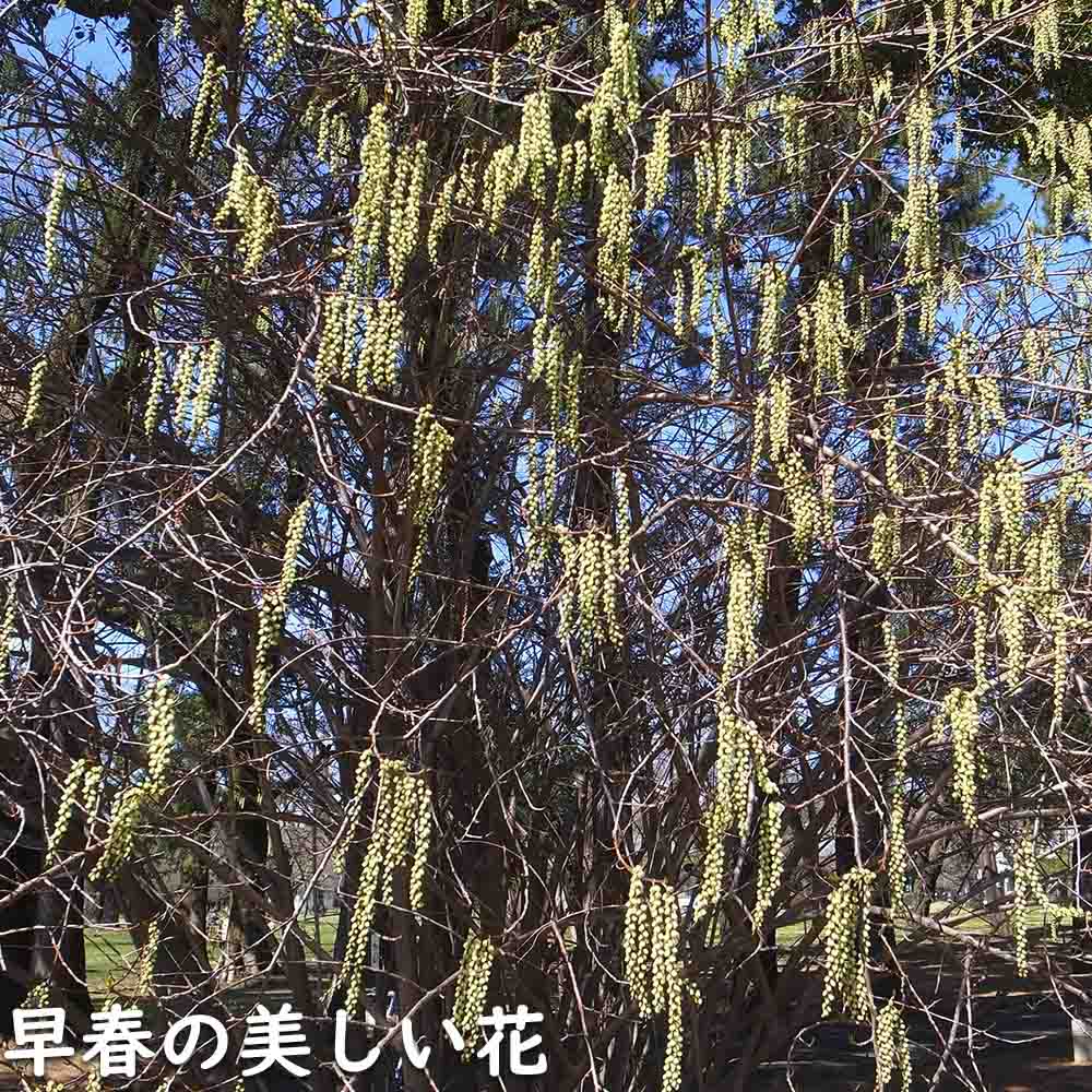 キブシ 1.2m 露地 苗の画像