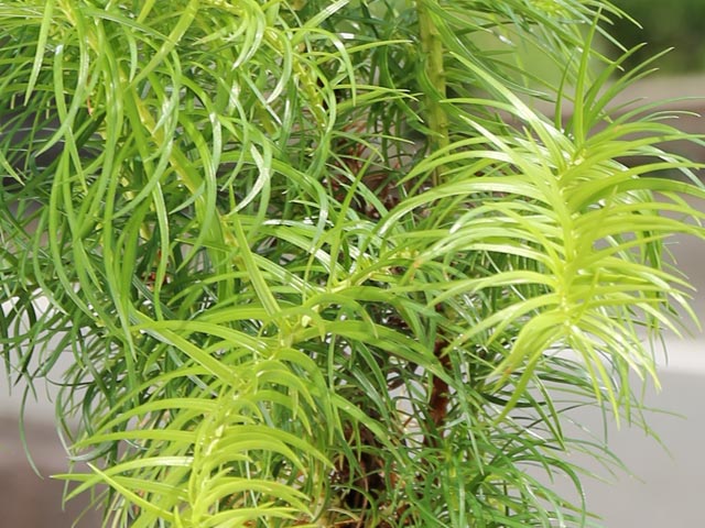 コウヨウザン 2m 露地 苗木 : トオヤマグリーン - 通販 - Yahoo