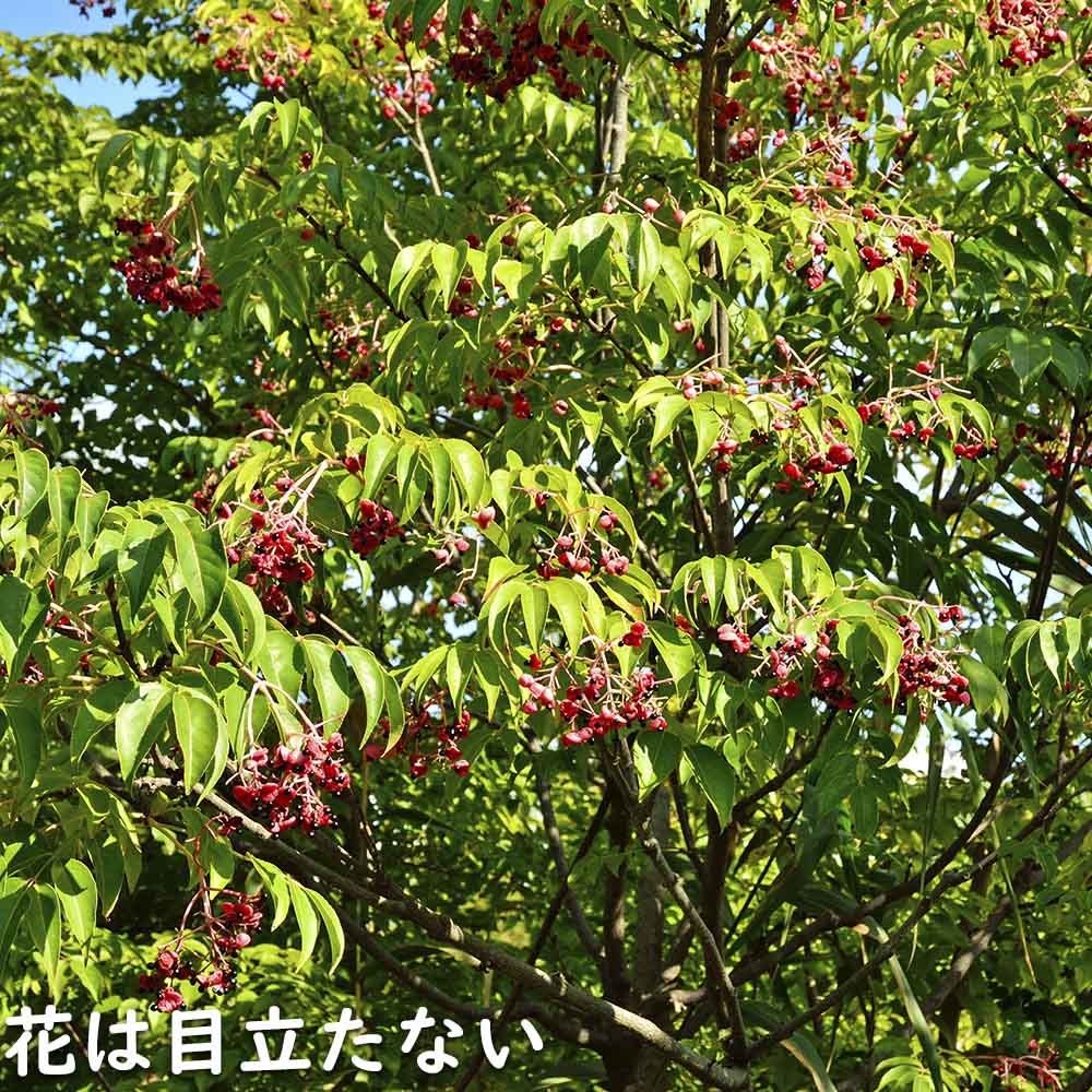 ゴンズイ 1.4m 15cmポット 10本セット 苗の画像