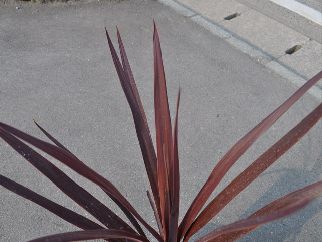 コルディリネ 銅葉 15cmポット 5個 苗 