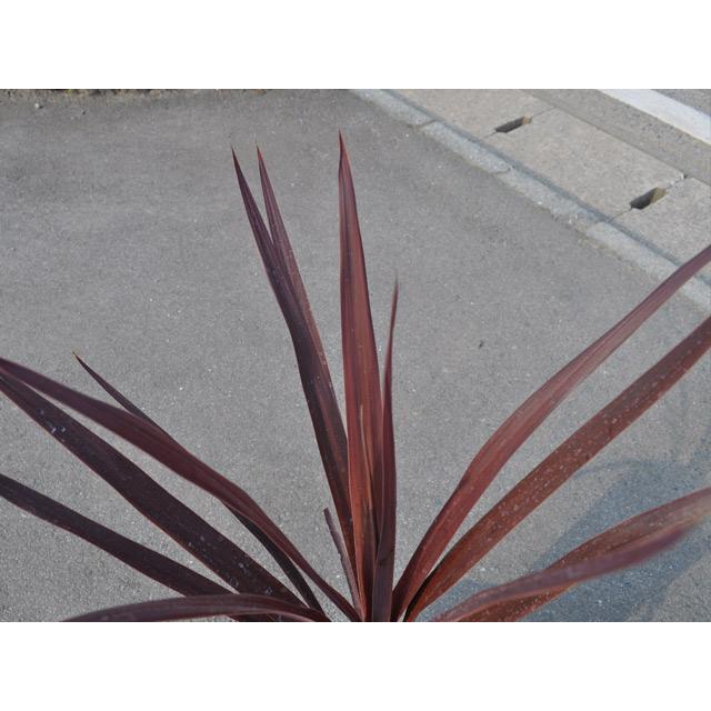 コルディリネ 銅葉 15cmポット 5個 苗 EIM2175259209