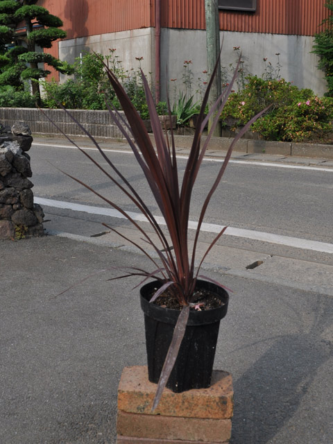 コルディリネ 銅葉 15cmポット 5個 苗(10725円)