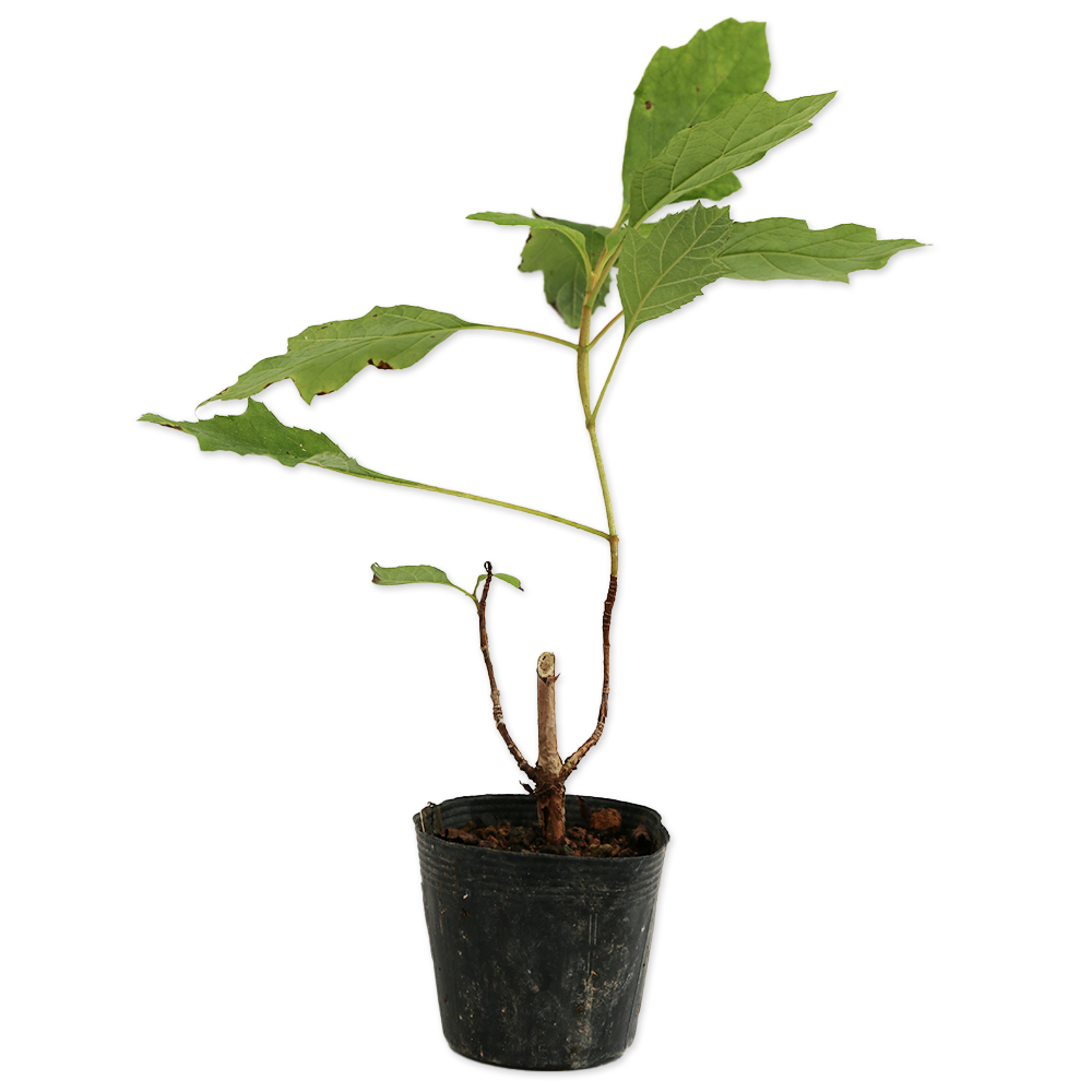 【限定品】 カシワバアジサイ 0.1m 10.5cmポット 10本 苗 【JS1748275218】(11440円)