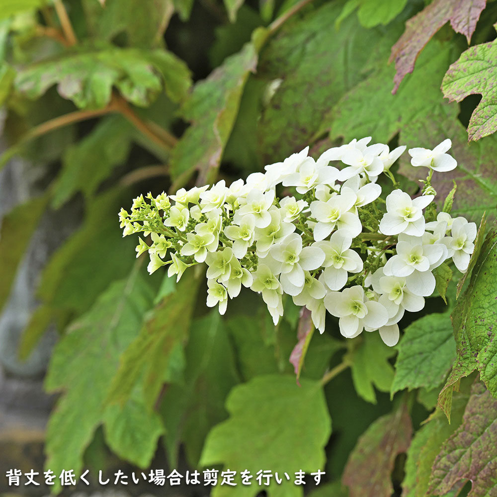 カシワバアジサイ 0.1m 10.5cmポット 10本 苗 商品情報 【カシワバアジサイ】(柏葉紫陽花) 読み:かしわばあじさい 学名:Hydra カシワバアジサイ 0.1m 10.5cmポット 10本 苗 商品情報 【カシワバアジサイ】(柏葉紫陽花) 読み:かしわばあじさい 学名:Hydra