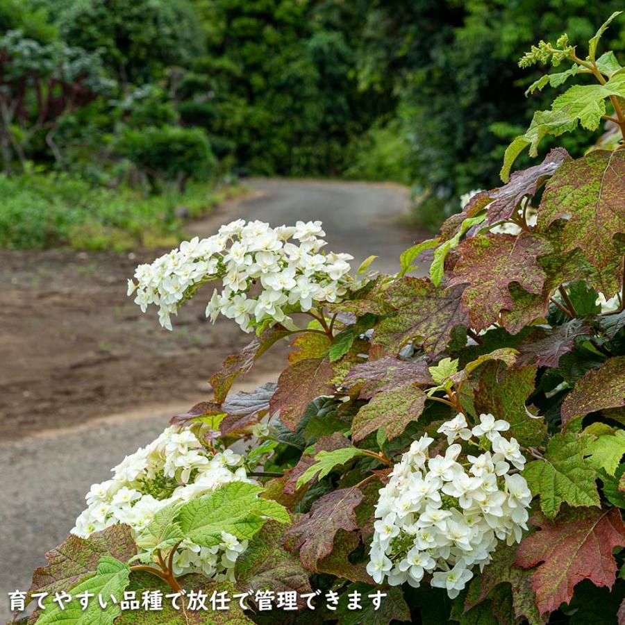 カシワバアジサイ 0.1m 10.5cmポット 10本 苗 商品情報 【カシワバアジサイ】(柏葉紫陽花) 読み:かしわばあじさい 学名:Hydra カシワバアジサイ 0.1m 10.5cmポット 10本 苗 商品情報 【カシワバアジサイ】(柏葉紫陽花) 読み:かしわばあじさい 学名:Hydra