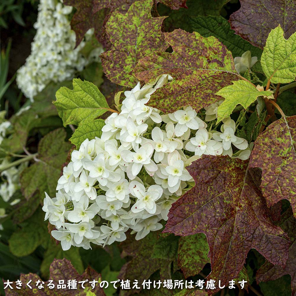 カシワバアジサイ 0.1m 10.5cmポット 10本 苗 商品情報 【カシワバアジサイ】(柏葉紫陽花) 読み:かしわばあじさい 学名:Hydra カシワバアジサイ 0.1m 10.5cmポット 10本 苗 商品情報 【カシワバアジサイ】(柏葉紫陽花) 読み:かしわばあじさい 学名:Hydra