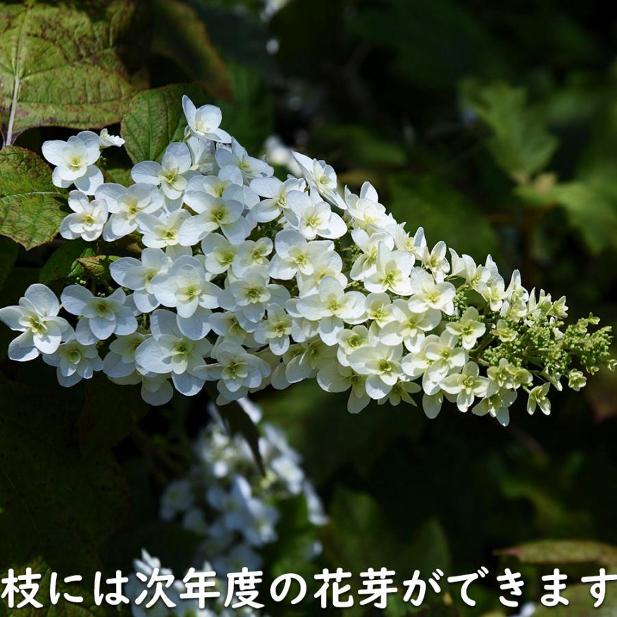 カシワバアジサイ 0.1m 10.5cmポット 10本 苗 商品情報 【カシワバアジサイ】(柏葉紫陽花) 読み:かしわばあじさい 学名:Hydra カシワバアジサイ 0.1m 10.5cmポット 10本 苗 商品情報 【カシワバアジサイ】(柏葉紫陽花) 読み:かしわばあじさい 学名:Hydra