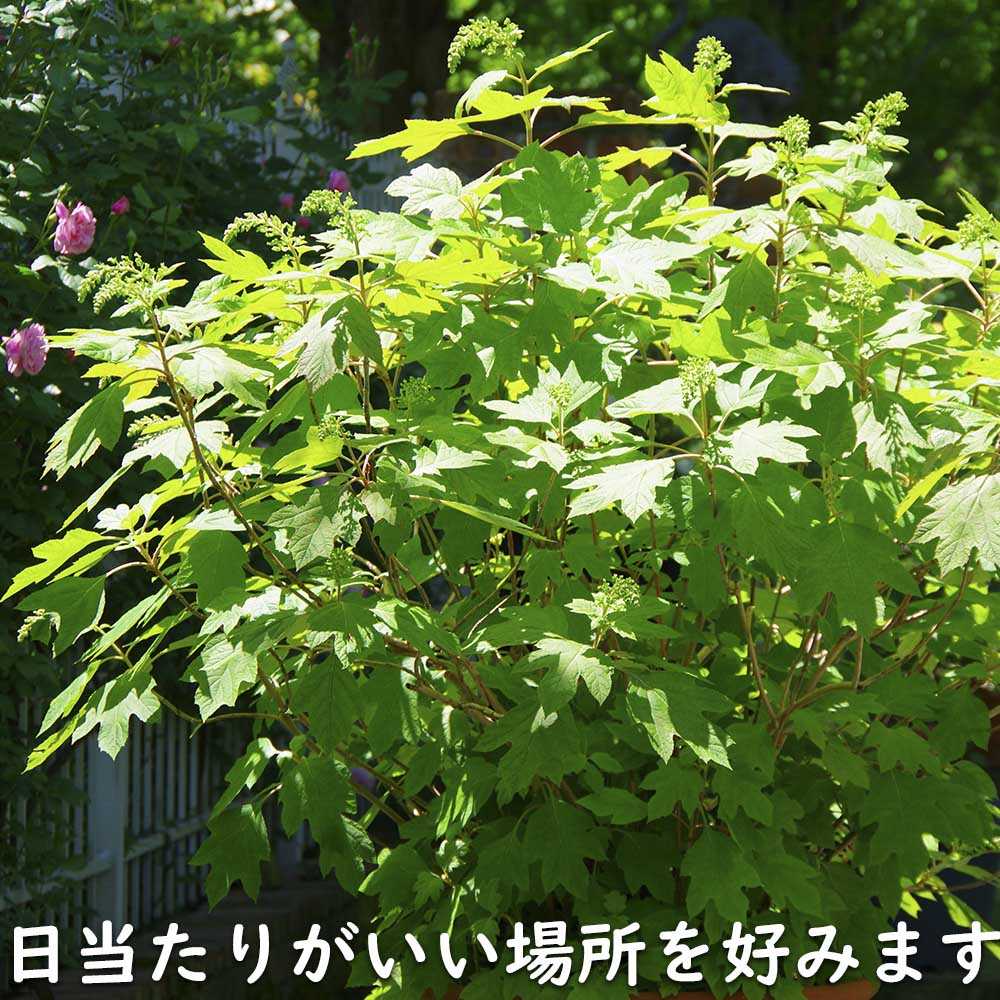 カシワバアジサイ 0.1m 10.5cmポット 10本 苗 商品情報 【カシワバアジサイ】(柏葉紫陽花) 読み:かしわばあじさい 学名:Hydra カシワバアジサイ 0.1m 10.5cmポット 10本 苗 商品情報 【カシワバアジサイ】(柏葉紫陽花) 読み:かしわばあじさい 学名:Hydra