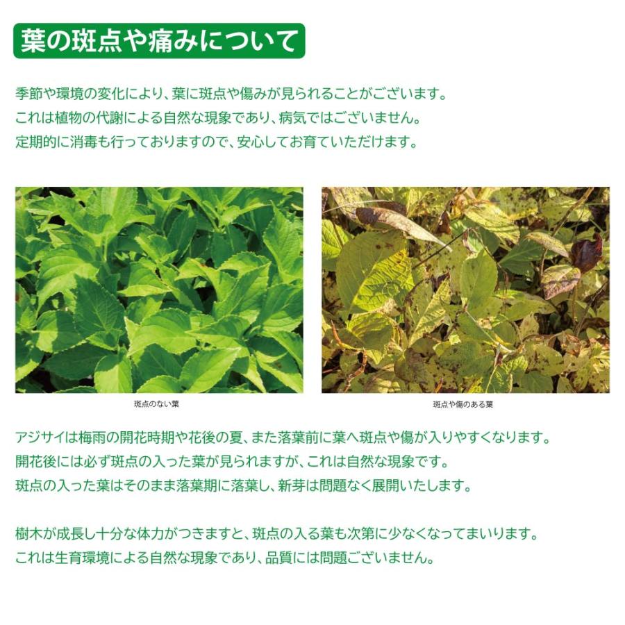 カシワバアジサイ 0.1m 10.5cmポット 10本 苗 商品情報 【カシワバアジサイ】(柏葉紫陽花) 読み:かしわばあじさい 学名:Hydra カシワバアジサイ 0.1m 10.5cmポット 10本 苗 商品情報 【カシワバアジサイ】(柏葉紫陽花) 読み:かしわばあじさい 学名:Hydra