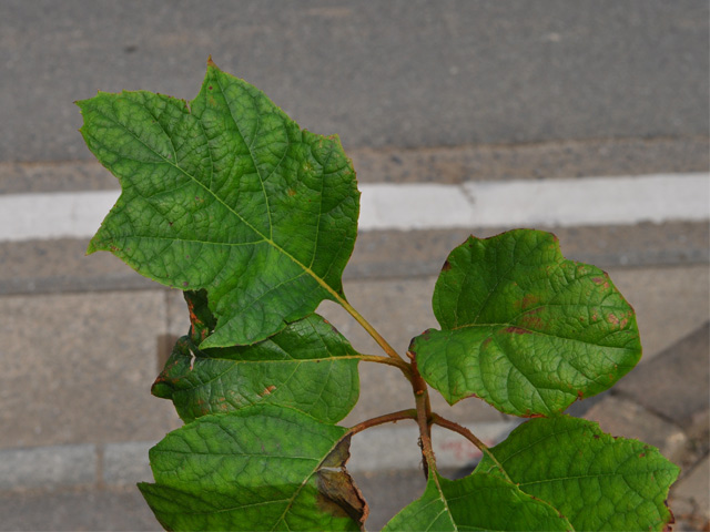 カシワバアジサイ 0.1m 10.5cmポット 10本 苗 商品情報 【カシワバアジサイ】(柏葉紫陽花) 読み:かしわばあじさい 学名:Hydra カシワバアジサイ 0.1m 10.5cmポット 10本 苗 商品情報 【カシワバアジサイ】(柏葉紫陽花) 読み:かしわばあじさい 学名:Hydra