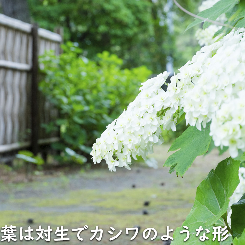 カシワバアジサイ 0.1m 10.5cmポット 10本 苗 商品情報 【カシワバアジサイ】(柏葉紫陽花) 読み:かしわばあじさい 学名:Hydra カシワバアジサイ 0.1m 10.5cmポット 10本 苗 商品情報 【カシワバアジサイ】(柏葉紫陽花) 読み:かしわばあじさい 学名:Hydra